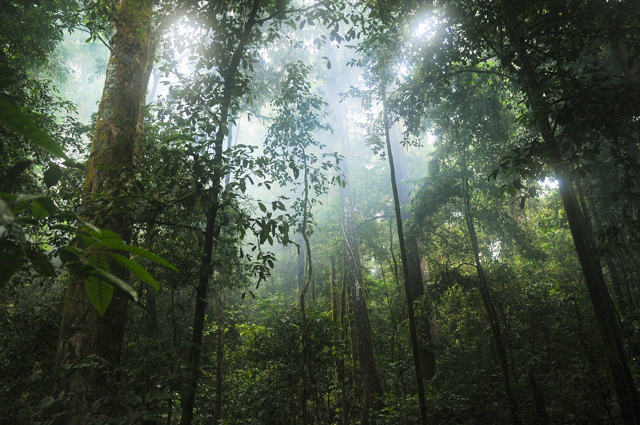 10 mil árboles más en la Amazonía