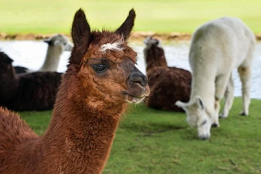 terapia con alpacas