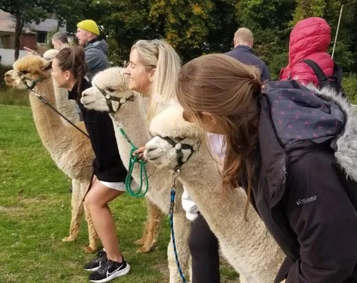 terapia con alpacas