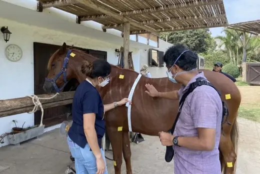 Caballo Peruano de Paso