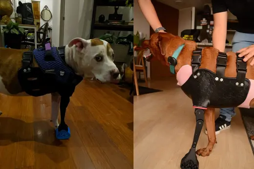 protesis caninas impresas en 3d