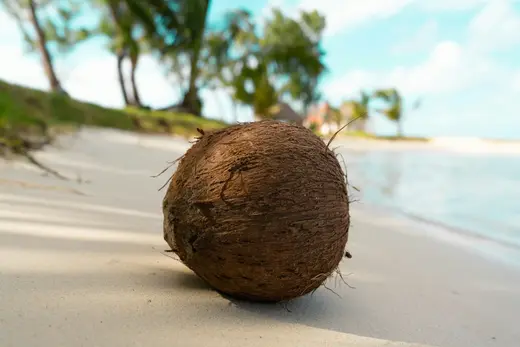 cáscara de coco