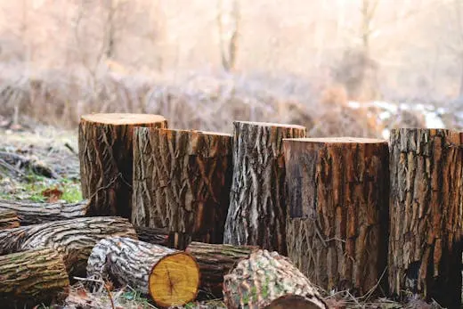 Madera ecológica