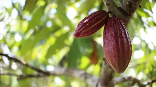 cacao peruano