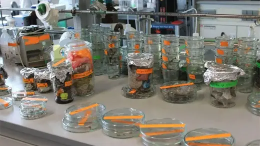 bioplástico