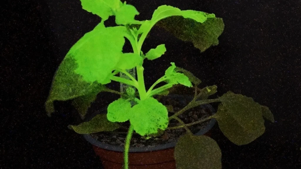 plagas en plantas